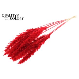 QC Dried Bleached Pampas Plumes | Colour: Red | Pampas Dried Flowers | Length ± 70 centimetres | 10 plumes per bunch | Per bunch