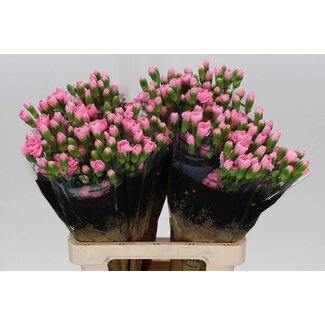 Freshy Trosanjer Pink Pigeon