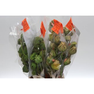 Freshy Papaver Xxl Mix x25