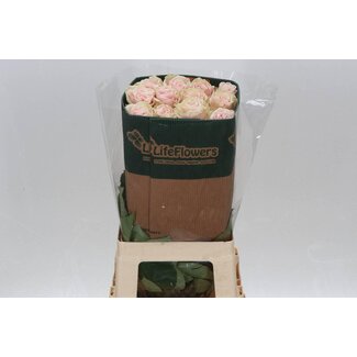 Freshy R Eq Pink Mondial