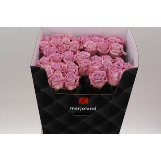 Freshy Rosa Nayeli X L