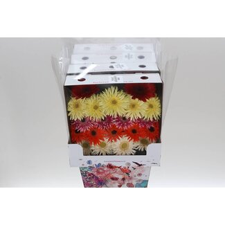 Freshy Ge Aqua .racket Mi Sp Mix