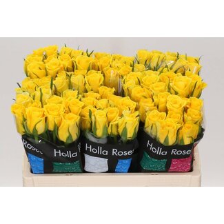 Freshy Rosa Moonwalk