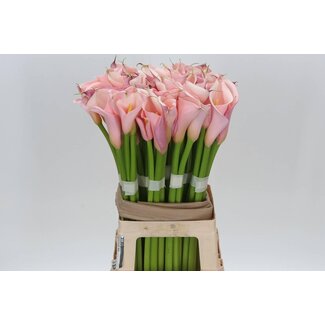 Freshy Zantedeschia Ae Eyd Pink