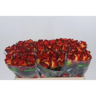 Freshy Rosa High & Magic