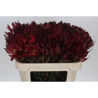 Freshy Leucadendron Saf Sunset