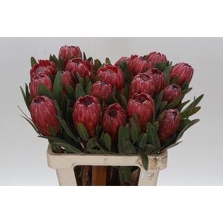 Freshy Protea Red Ice