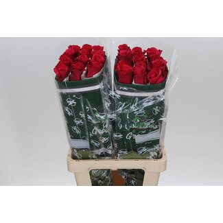 Freshy R Eq Jacaranda