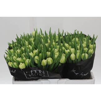 Freshy Tulp dubbel Avant Garde