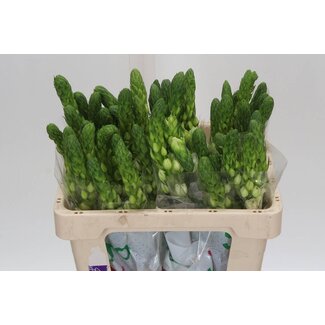 Freshy Ornithogalum Thy Milky Way