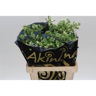 Freshy Oxy Co Bridal Grace