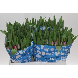 Freshy Tulp enkel Pink Stone