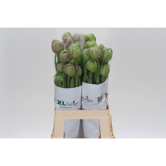 Freshy Tu. Du Purple Power (frans)