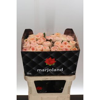 Freshy Rosa Priscilla X L