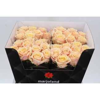 Freshy Rosa Bellini X L