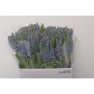 Freshy Muscari Armeniacum
