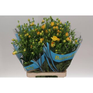 Freshy Ranunculus Butterfly Dione