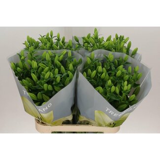 Freshy Lelie Longi x Aziatic Aqua Trebiano