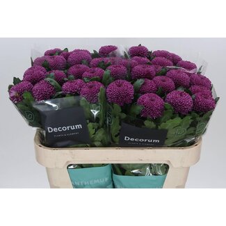 Freshy Chrysant deco Roxo