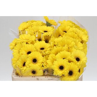 Freshy Germini. Aqua Sunshine x20