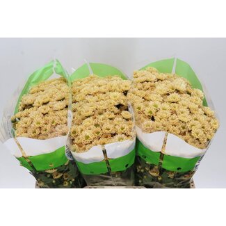 Freshy Chrysant santini Rossi Salmon