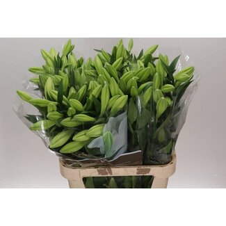 Freshy Lelie Longi Aqua Watch Up 2 Bloem