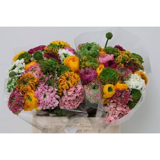Freshy Ranunculus Ponpon L x25 Mix