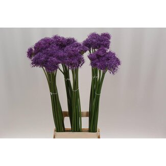 Freshy Allium Gladiator