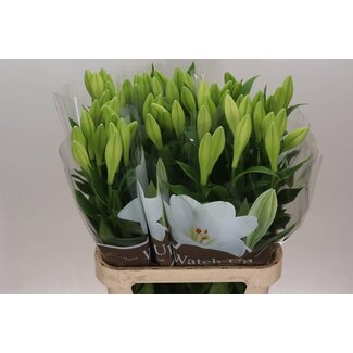 Freshy Lelie Longi Aqua Watch Up 1 Bloem