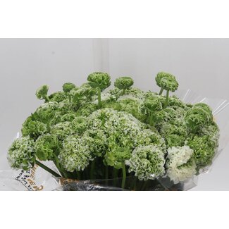 Freshy Ranunculus Ponpon L x25 Iglo