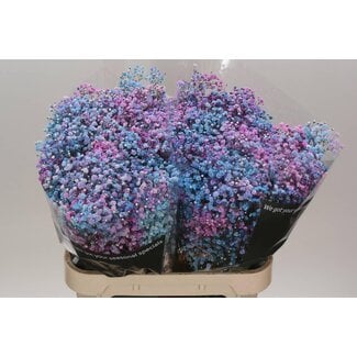 Freshy Gyps Kleurbehandeld Disco Detroit