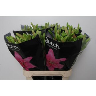 Freshy Lelie Longi x Aziatic Aqua Brindisi