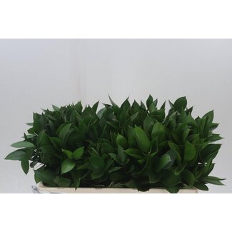 Freshy Ruscus Hypophyllum