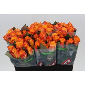 Freshy Rosa Marie-claire