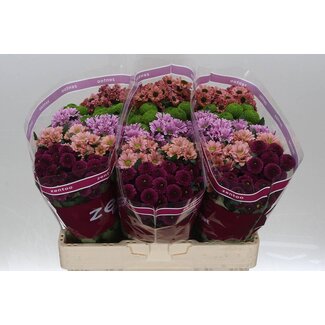 Freshy Chrysant santini Gemengd Breeze