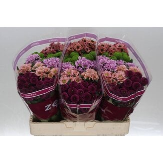 Freshy Chrysanthemum Chrysant Santini “Gemengd Breeze” | Kleur: Gemengde Kleuren | Lengte ± 55 centimeter | Per 25 stelen