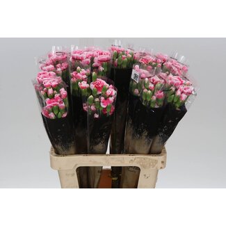 Freshy Trosanjer Cherry Tessino