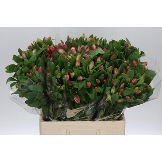 Freshy Alst.kort Panorama