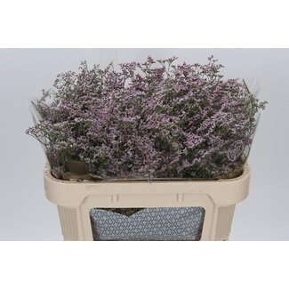 Freshy Limonium Saf Oshi Pink