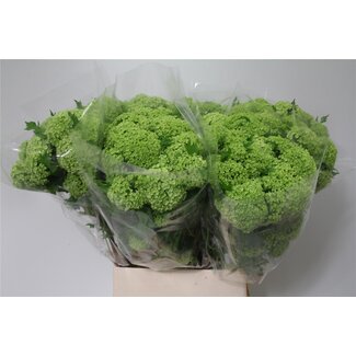 Freshy Viburnum Sneeuwbal | Kleur: Wit | 4 koppen | Lengte ± 90 centimeter | Per 10 stelen