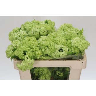 Freshy Sneeuwbal 2 Kop