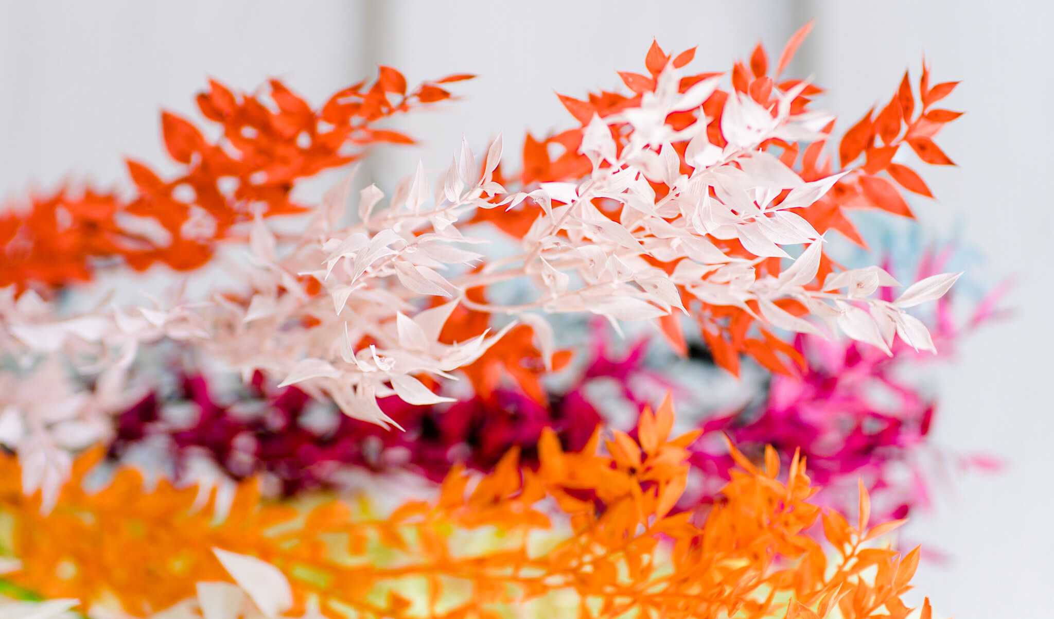 Ruscus (Muizendoorn): Tijdloze Elegantie voor B2B | B2B Flowers