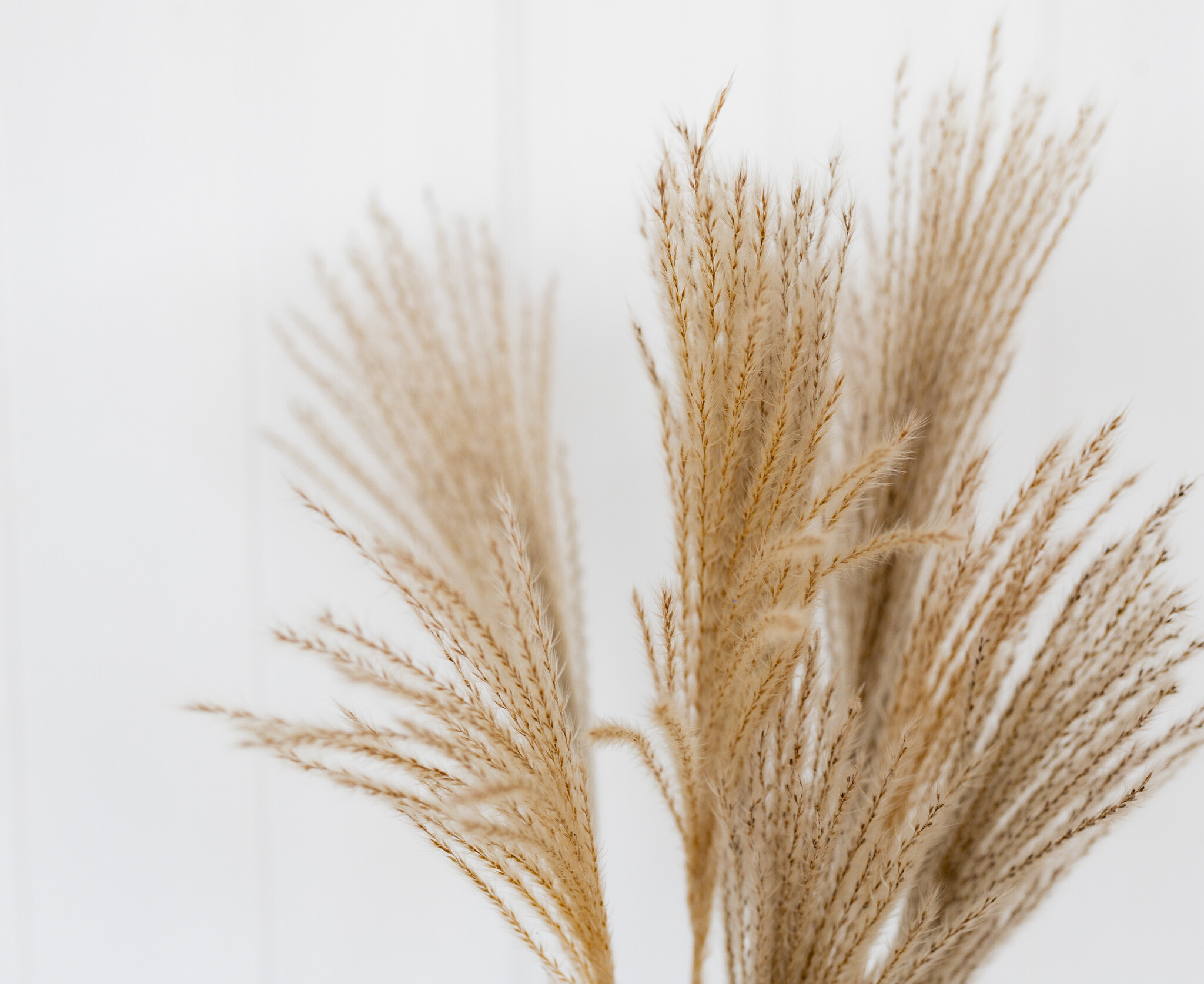 Miscanthus (Prachtriet): Sierlijk & Wuivend voor B2B | B2B Flowers