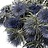 Erynchium (Chardon bleu)