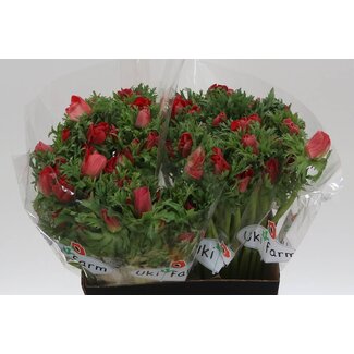 Freshy Anemone Gal Rood