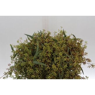 Freshy Eucalyptus Exotica Bes | Kleur: Groen | Lengte ± 45 centimeter | Per 5 bossen