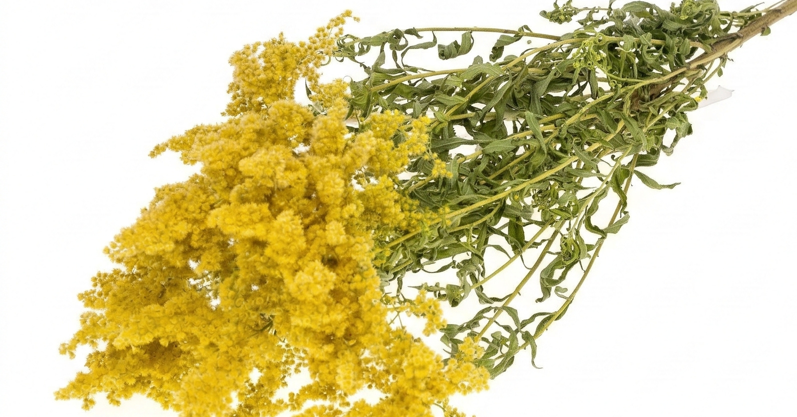 Solidago (Guldenroede): Essentiële Zakelijke Vuller voor Professionals | B2B Flowers
