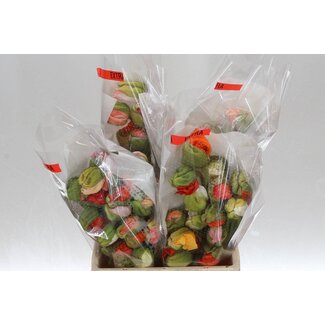 Freshy Papaver S Mix x25