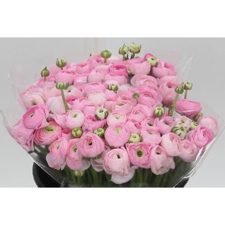 Freshy Ranunculus Eleg X50 Pink