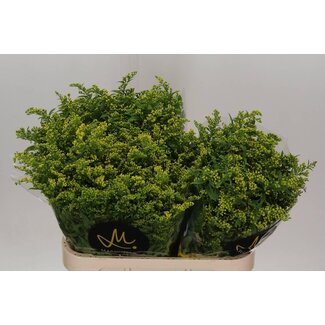 Freshy Solidago Carzan Glory